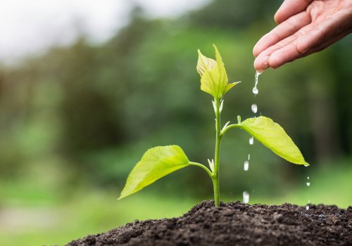 Groeiend plantje met hand dat water geeft