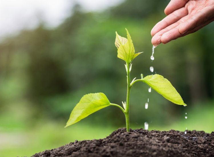 Groeiend plantje met hand dat water geeft